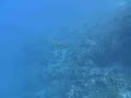 Spotted Eagle Ray in Roatan Honduras