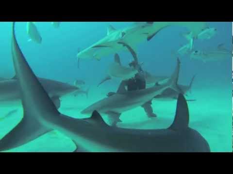 scuba diving - Shot some footage while doing a wreck and shark dive in the Bahamas with my new GoPro Hero3 Black Edition. This is my first attempt at making a video; commen...