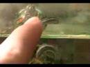 Red Eared Slider Baby Turtle Red Eared Slider Baby Turtle