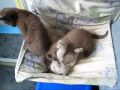 9 week old British Shorthair kitties playing 9 week old British Shorthair kitties playing