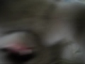 9 week old British Shorthair kitties playing