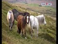 Daily Post - Ponies of the Carneddau Daily Post - Ponies of the Carneddau