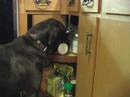 Shore Service Dogs\
