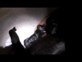 duck hunting black labs!