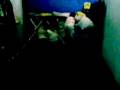 videos de zaim walking