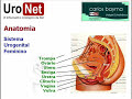 URONET - Urologia - Nº 01