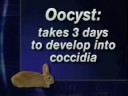 What is cocydia?