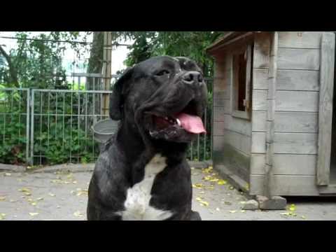 cane corso