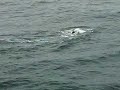 Buckelwal im Atlantik