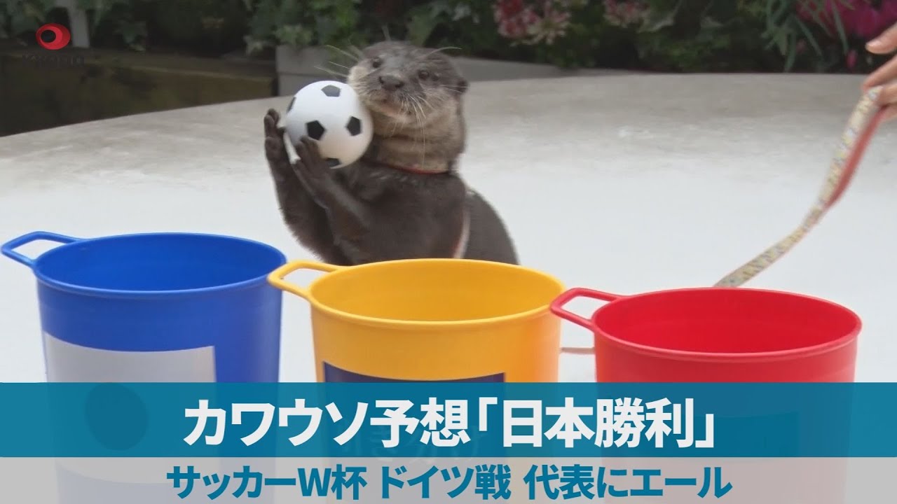 Video | El "Pulpo Paul" ahora es una nutria y predijo el triunfo de Japón sobre Alemania: ¿adivinará otros resultados?
