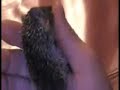 My Tenrec Baby 3 Weeks Old Annointing My Tenrec Baby 3 Weeks Old Annointing