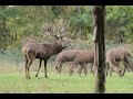 Rothirsch / Rotwild im Wildgehege Hellenthal