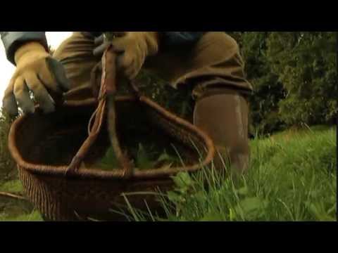 how to harvest stinging nettle
