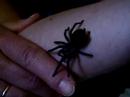 BiancoNeri1985 And Brachypelma Emilia 2 BiancoNeri1985 And Brachypelma Emilia 2