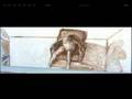 LEONARD GLASSER SCULPTURE, PAINTINGS AND DRAWINGS