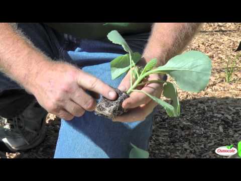 how to transplant cabbage
