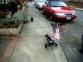 videos de Dachshunds street racing!