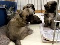 Tibbie puppys 3