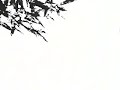 小林尽