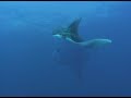 Clip Revillagigedo Topete Scubaexite Solmar V