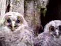 ☆フクロウの笑顔☆