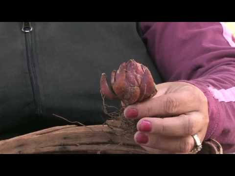 how to replant stargazers