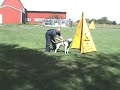 Dog Training American Bulldog \"Tick\" Sept 16th