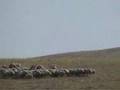 Daimi �zdogan   S�r�nesin  mutlaka dinleyin damar 