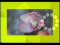 Ver video