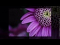 ( احلام توك ( تصميم شمالي