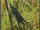 Birds! Birds! Birds! 42