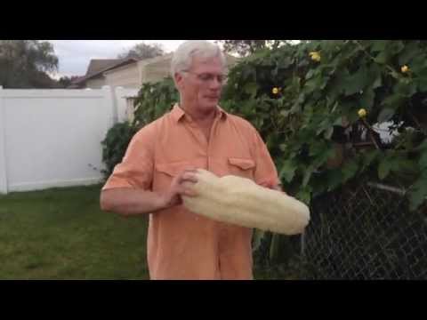 how to grow luffa from seed