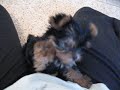 Tiny Teacup Yorkie - www.yorkiecuties.com - video #1