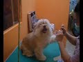 Grooming @ Dog Dog Day Pet Shop