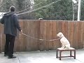 Precision Dogs Training System - Dale Stavroff and Daisy Precision Dogs Training System - Dale Stavroff and Daisy