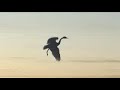 Bullock Outdoors Fold Em 2 _DOUBLE XX_ (Waterfowl Hunting).swf