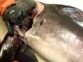 SWORD FISH