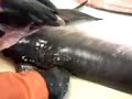 how to fillet sword fish