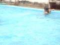 gabrielli tajima na piscina