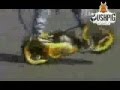 videos de wheelman bushpig