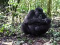 Baby Gorilla Playing