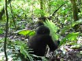 Baby Gorilla Playing