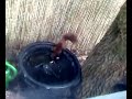 dorstige eekhoorn/thirsty squirrel