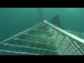 Great White Shark Cage Diving Port Lincoln