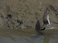 videos de Black Skimmers Foraging at Bolsa Chica Wetlands, Orange County California