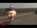 Video Essay: Rescue Cows From Ike\