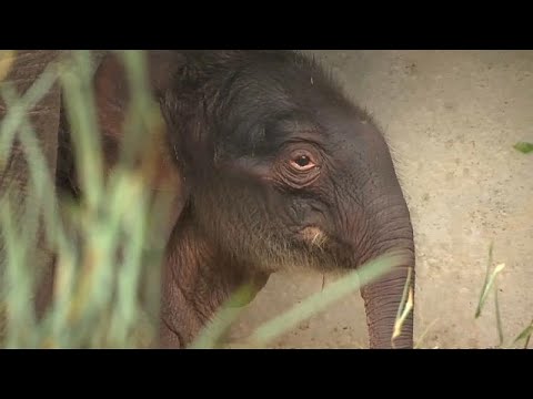 Brugelette/Belgien: Geburt eines Elefanten in belgi ...