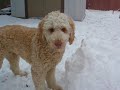 When Labradoodles attack When Labradoodles attack