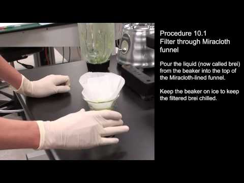 how to isolate chloroplasts