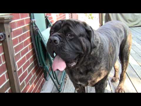 english mastiff